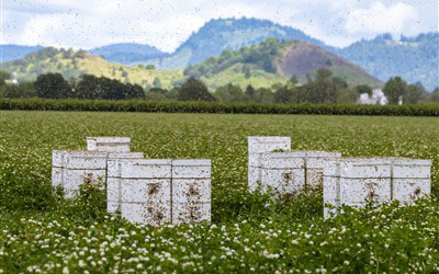 Brownsville, Oregon - Paper Shredding & ITAD Services